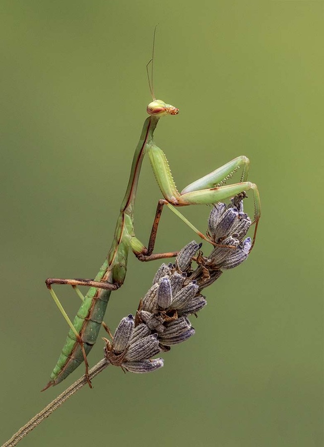 Praying Mantis